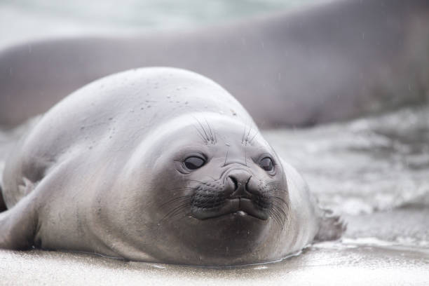 istock Elephant seal pup in the surf 859554534
