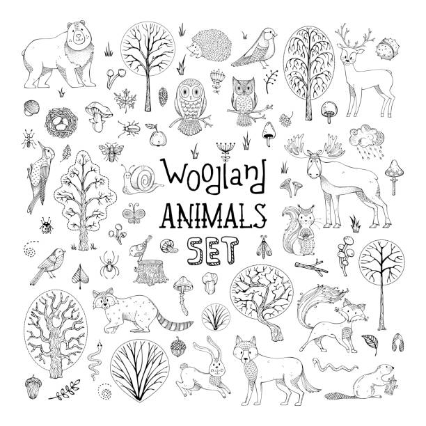 Vector doodles woodland animals set. Hand-drawn collection for children colouring books, invitations, cards and posters. Deer, fox, hedgehog, owl, hare, raccoon, snail, squirrel, bee, mushroom, tree. Woods stock illustrations