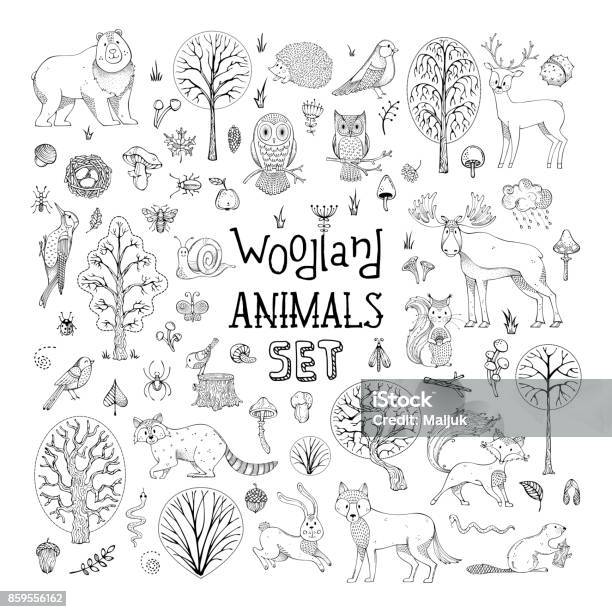Vector Doodles Woodland Animals Set Stock Illustration - Download Image Now - Animal, Forest, Drawing - Art Product