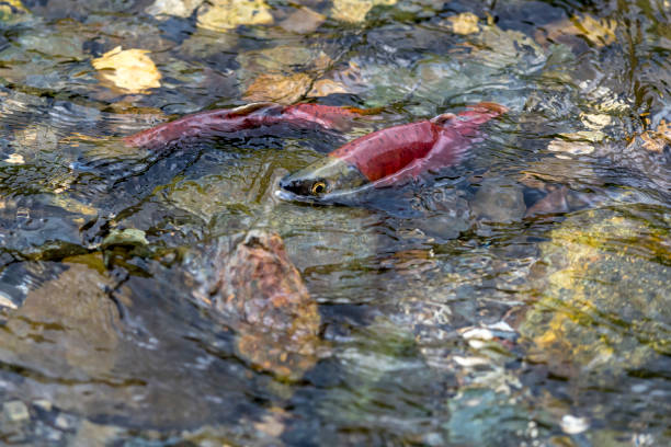 kokanees Land-locked Lake sockeye salmon Oncorhynchus nerka Spawning in River stock photo