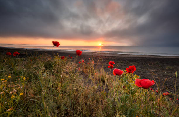 istock Seascape with poppies 859561606
