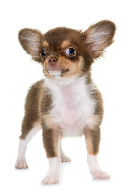 istock puppy brown chihuahua 859561814