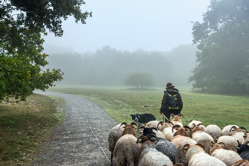 Woman herding her flock Sheep towards new meadows in the early foggy  morning