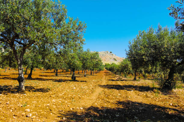 istock Big and old ancient olive tree in the olive garden in Mediterran 859563368
