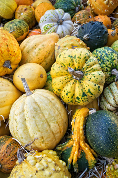 istock Assortment of decorative pumpkins 859563530