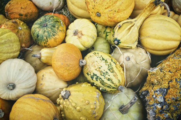 istock Assortment of decorative pumpkins 859563538