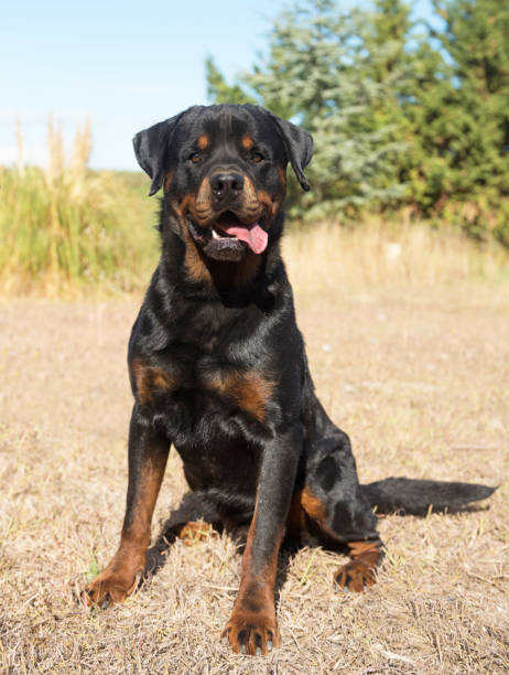 istock young purebred rottweiler 859563856