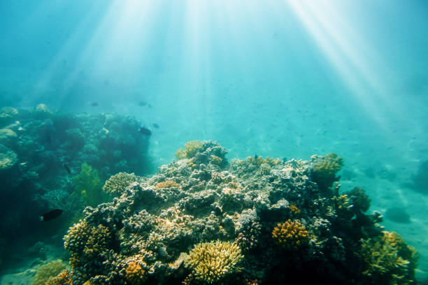 istock Underwater coral reef on the red sea 859564852