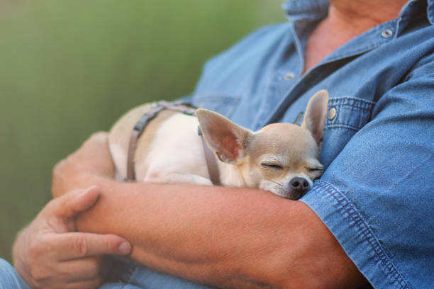 istock man and little dog 859567602