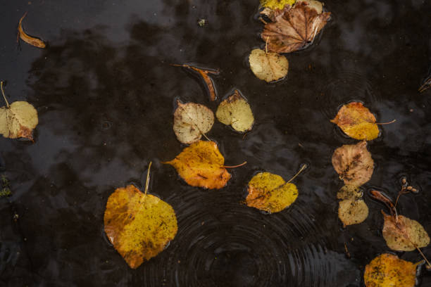 istock Autumn leaves in a water puddle 859572424