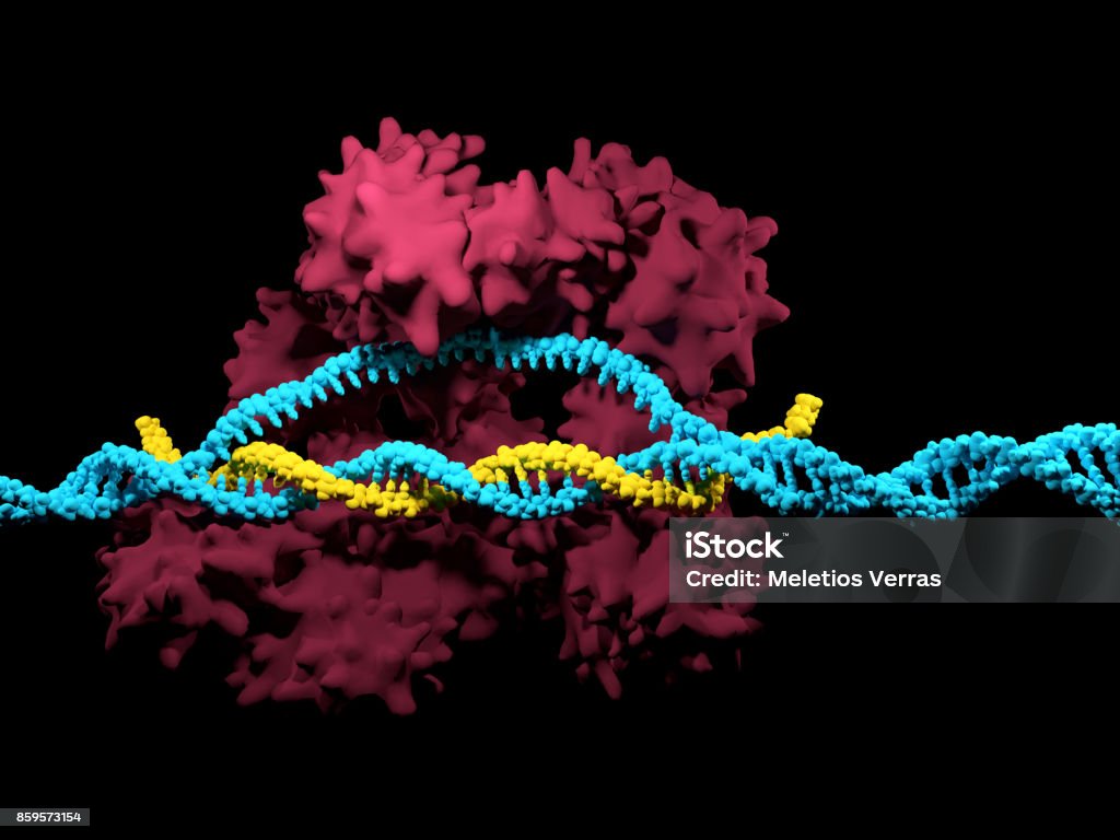 CRISPR-Cas9 system 3D render of the CRISPR-Cas9 genome editing system CRISPR Stock Photo