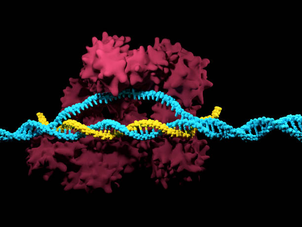 CRISPR-Cas9 system 3D render of the CRISPR-Cas9 genome editing system crispr stock pictures, royalty-free photos & images