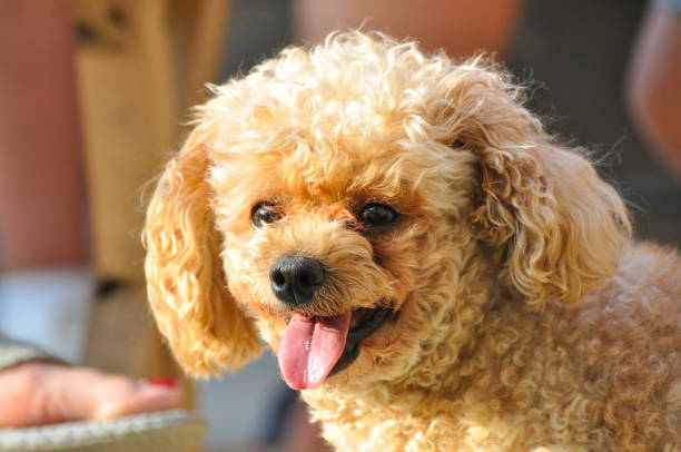 istock Toy Poodle portrait in the park.. 859575416