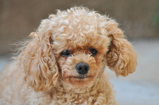istock Toy Poodle portrait in the park.. 859575724