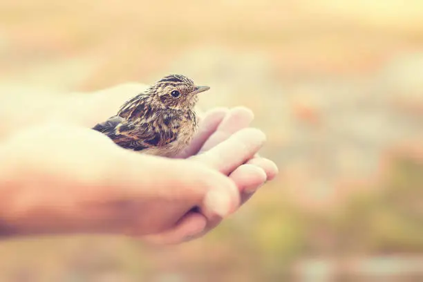 Sparrow sitting in human`s hand, outdoors, toned photo.