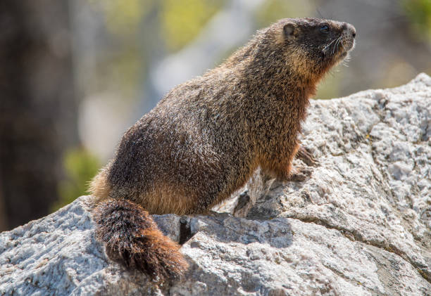 istock Yellow-bellied marmot 859575822