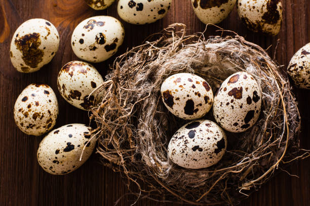 istock Quail eggs in nest and on a wooden table 859575860