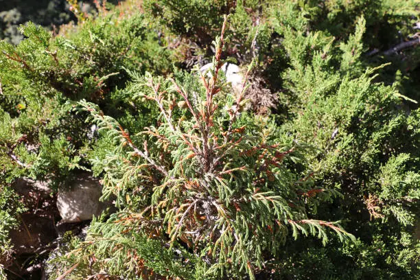 Photo of Juniper tree