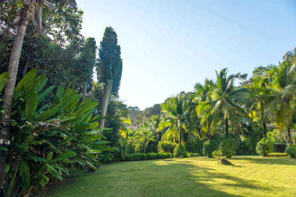 istock Green lawn with trees in park sunny day. 859584312