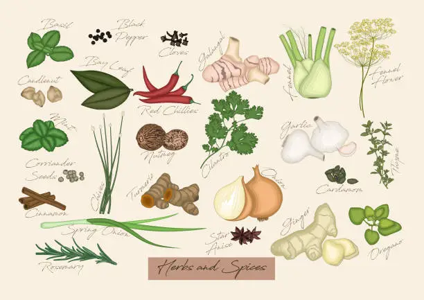 Vector illustration of Collection of herbs and spices