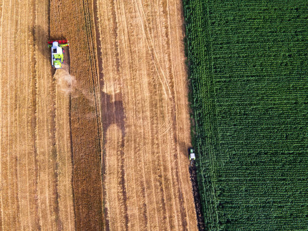 istock Aerial view on the combine working on the large wheat field 859587826