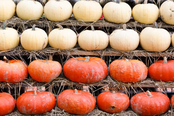 Decorative pumpkins for sale at market