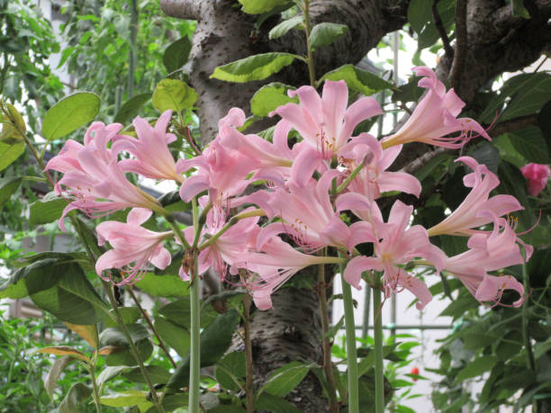 夏水仙の花 - mystery lily ストックフォトと画像
