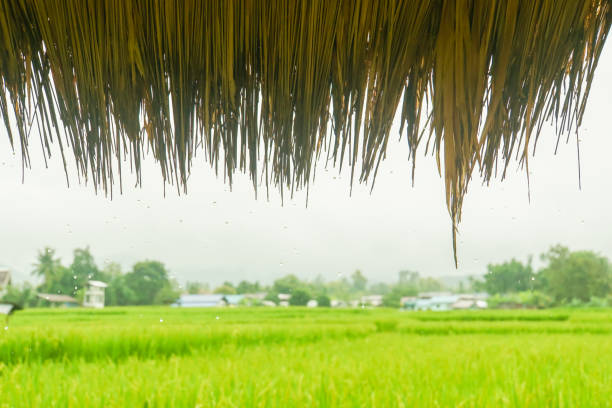 istock raindrop on hut roof with rice green field backdrop 859592360