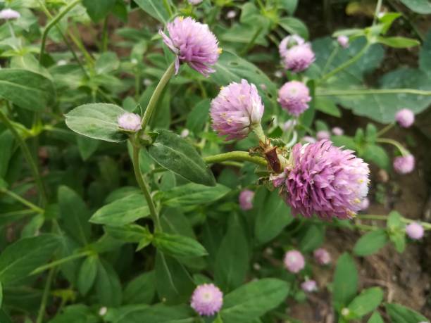 ピンクのグローブ アマランスの昆虫。庭の小さな昆虫。 - globe amaranth ストックフォトと画像