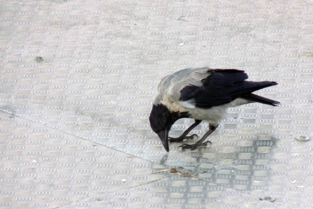 Lonely crow on a metal floating platform