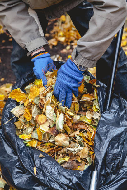 istock Hands lay fallen leaves in large bag 859612140