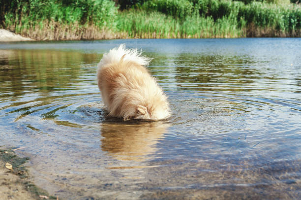 istock Fluffy dog put her head in river water 859612252