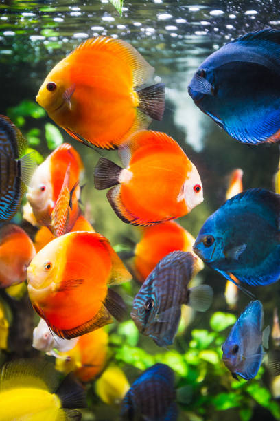 istock Symphysodon discus in an aquarium 859615772
