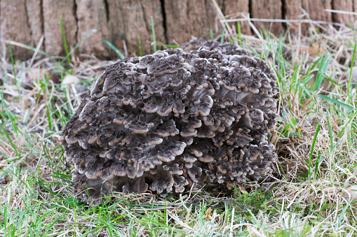 Hen of the woods mushroom (Grifola frondosa)