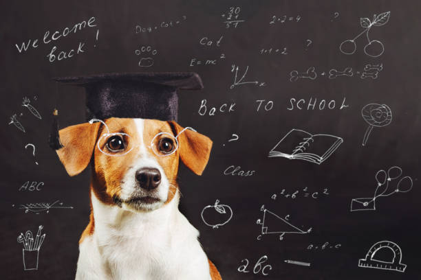 istock Smart dog with glasses near a school blackboard. 859620436