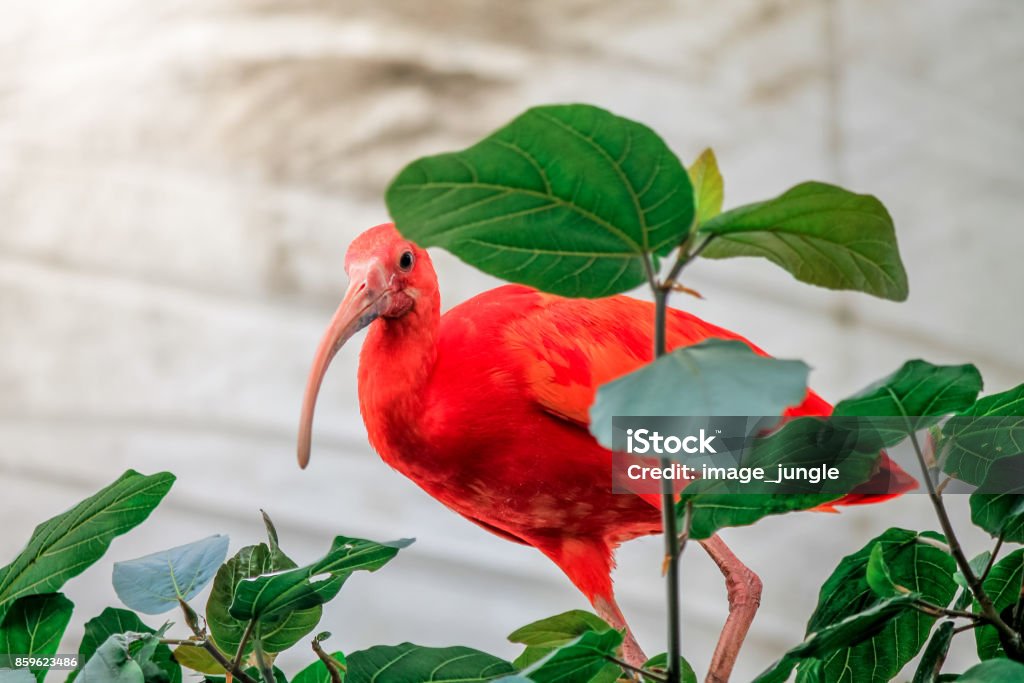 Pássaro exótico vermelho com bico longo Guará. - Foto de stock de Animal royalty-free