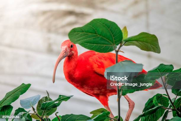 Foto de Pássaro Exótico Vermelho Com Bico Longo Guará e mais fotos de stock de Animal - Animal, Atrás, Bico