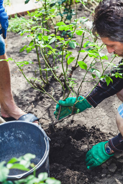 istock Two people dig  bush of mature rose 859623806