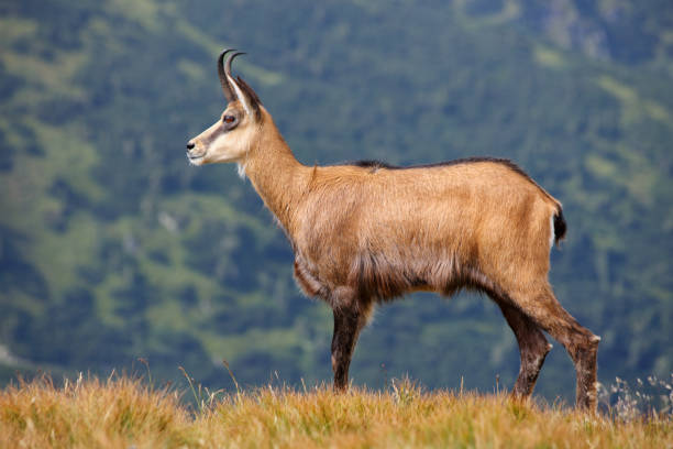 Chamois - Rupicapra rupicapra on the mountain meadow Chamois - Rupicapra rupicapra on the mountain meadow alpine chamois rupicapra rupicapra rupicapra stock pictures, royalty-free photos & images