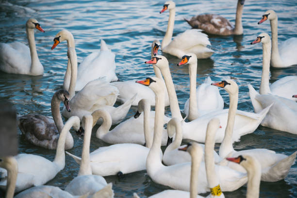 istock Group of Swans On Frozen Lake 859627186