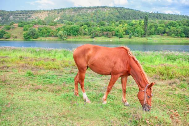 istock red young horse on the meadow 859630490