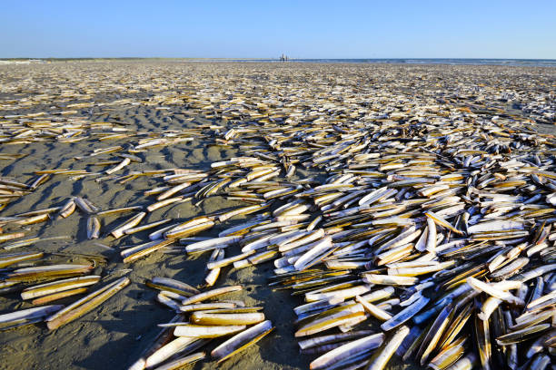 Many razor clams at coastline beach the Netherlands