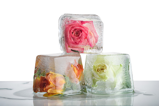 Frozen roses in ice cubes