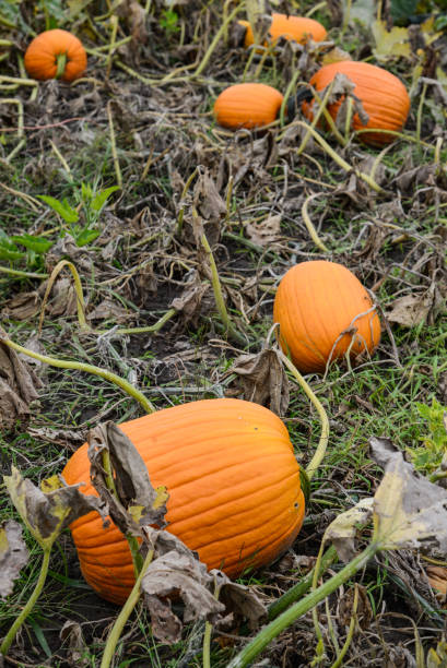 istock Pumpkin growing in a garden 859631846