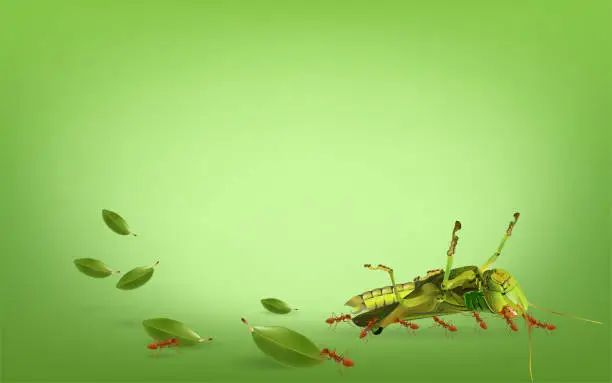 Vector illustration of Insect life concept, The ants are moving grasshoppers on green background, vector illustration.