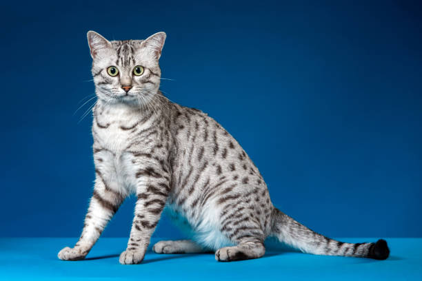 istock Cat of Breed Egyptian Mau 859638808