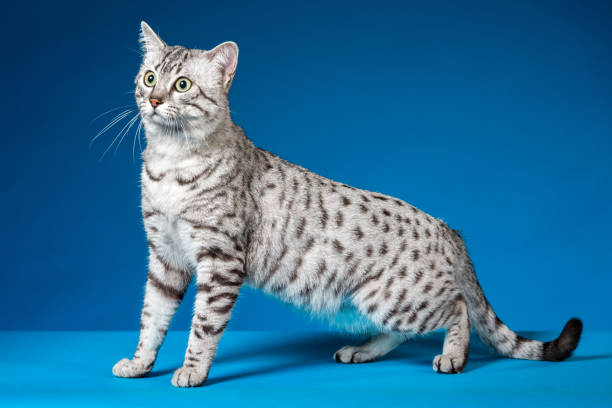 istock Breed of Cat Egyptian Mau 859638822