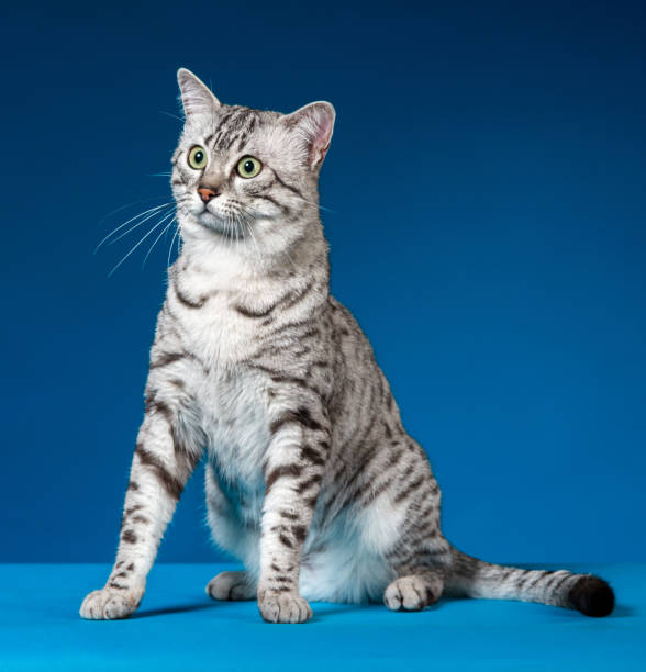 istock Best World Egyptian Mau Cat 859638824