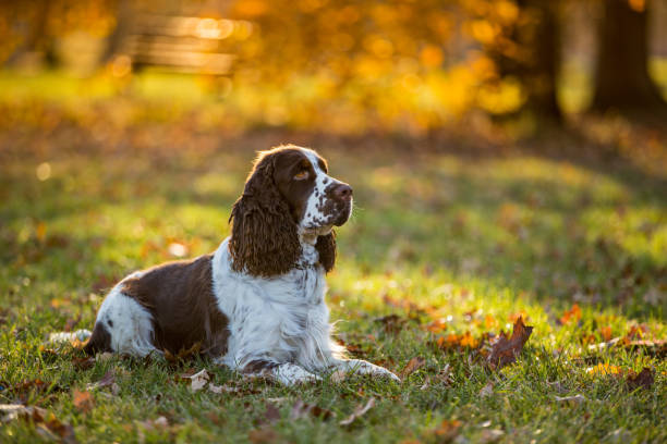 seduto inglese cocker spaniel. autunno - pets grass scenics dog foto e immagini stock