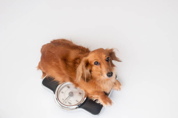 bassotto - dachshund foto e immagini stock